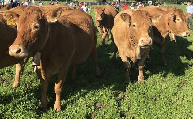 Hazas de Cesto celebra el día 17 la Feria Ganadera de Beranga con más de 300 cabezas de ganado