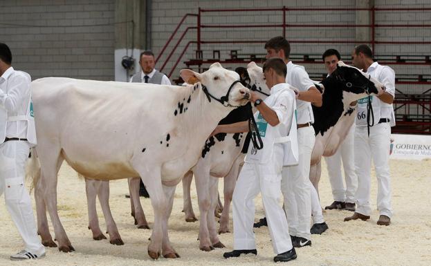 Cantabria elige este sábado a su mejor vaca frisona