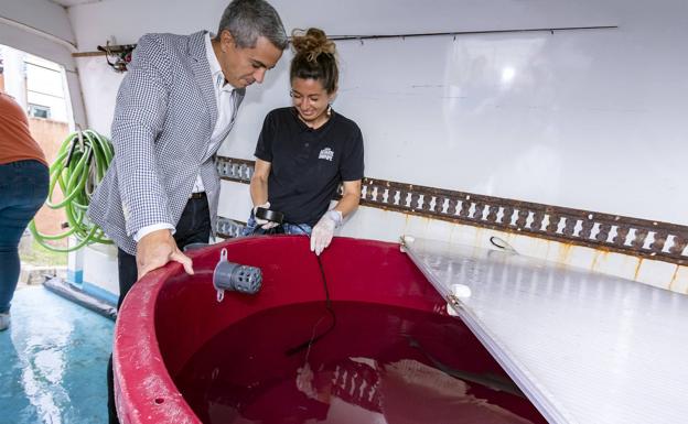 El Museo Marítimo cede un macho de musola al acuario de Gijón para criar este tipo de tiburón