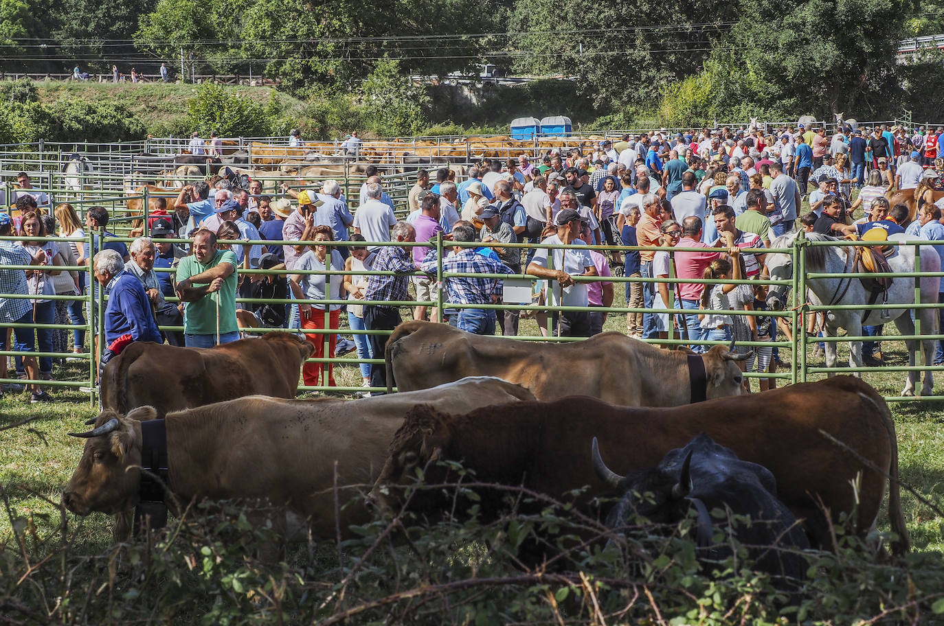 Molledo concentra a más de 700 cabezas de ganado en su feria anual