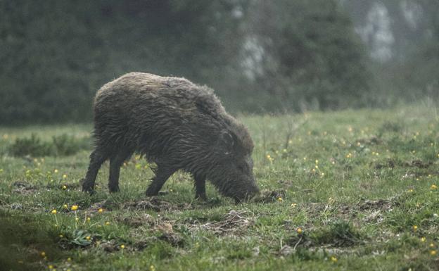 La temporada se inicia mañana en los montes de la Reserva del Saja