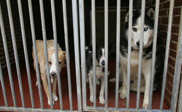 Santander licita por 274.000 euros el servicio de recogida, traslado y albergue de animales abandonados