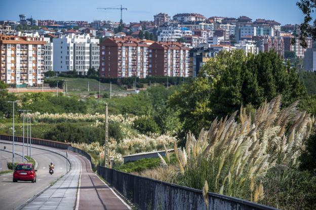 La invasión de plumeros avanza a la espera del plan municipal para erradicarlos