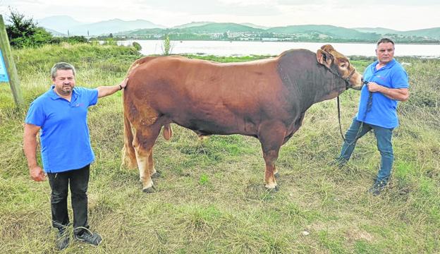 Dos ganaderos cántabros ganan una competida puja por un novillo de récord