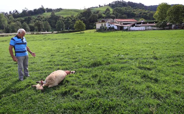 Un ataque de lobo deja una oveja muerta y once heridas en Cabezón