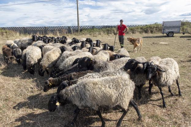 Las ovejas, nuevas aliadas para frenar la expansión del plumero de la Pampa