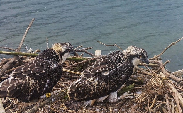 Miera y Mouro, las primeras águilas pescadoras nacidas en la bahía en décadas, emigran al sur