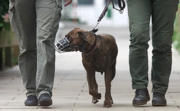 La Policía Local denuncia a los dueños de dos perros de raza peligrosa y a los de otros tres canes por mordeduras