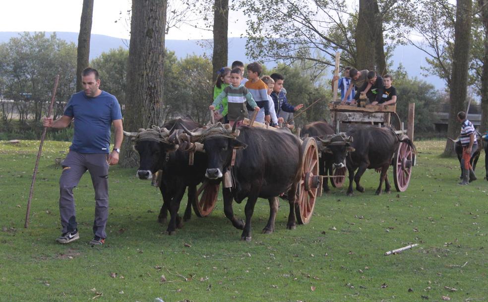 Las vacas campurrianas entrenan para ser protagonistas