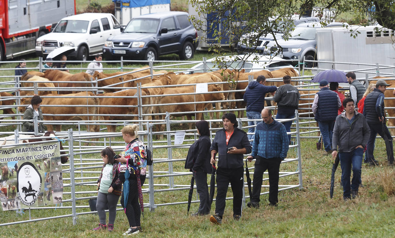 Más de un millar de reses en la I Feria Ganadera de Rasines