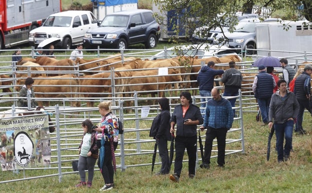 Más de un millar de reses animan la I Feria Ganadera de Rasines