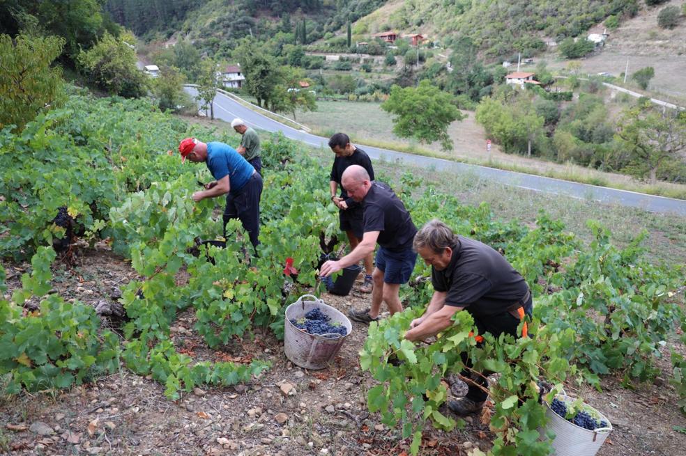 El sol de este verano adelanta la vendimia lebaniega