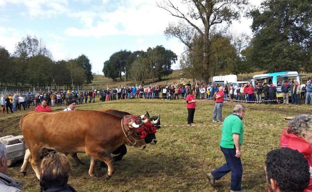 La V Concentración de Ganado 'La Trasmerana' reunirá el domingo a 1.500 animales en Anero