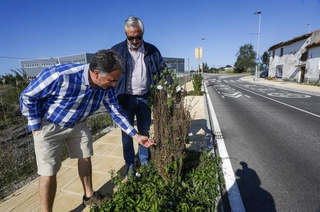 La falta de riego este verano acaba con cien árboles y arbustos recién plantados en Torrelavega