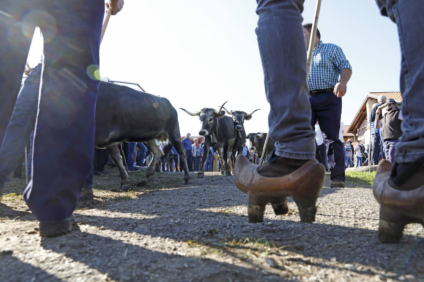 Más de 600 reses participarán en la Olimpiada Tudanca y la 'pasá' en Cabezón, el próximo miércoles