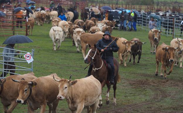 Hoznayo celebra desde el sábado San Lucas con un nutrido programa que acompaña su tradicional feria