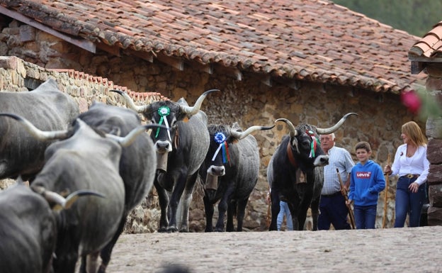 Trescientas tudancas desfilan en la 'pasá' de Carmona