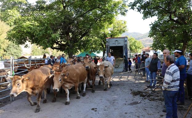 300 cabezas de ganado en la feria de Camaleño