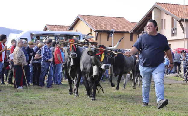 Las tudancas se exhiben en Cabezón