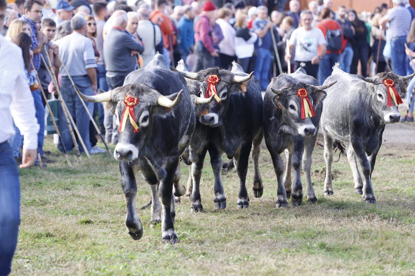 Las tudancas se lucen en Cabezón de la Sal