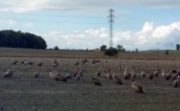 Un centenar de buitres mata a tres vacas cuando pastaban en la Llanada Alavesa