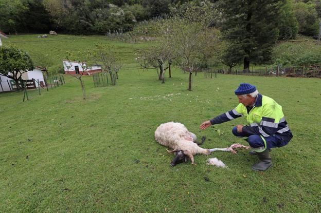 Ascel amplía la demanda contra Blanco y Lucio por las órdenes para matar lobos