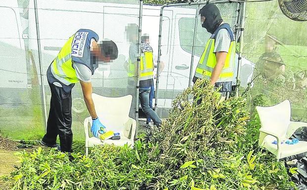 Prisión para dos detenidos por cultivar más de 450 plantas de marihuana en Toranzo