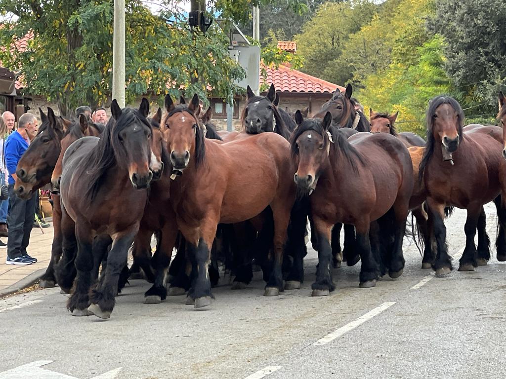 Multitudinaria feria ganadera en Cabuérniga