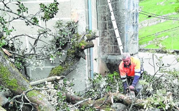 Un informe determinará el futuro de la parte que queda en pie de la encina de Bustablado