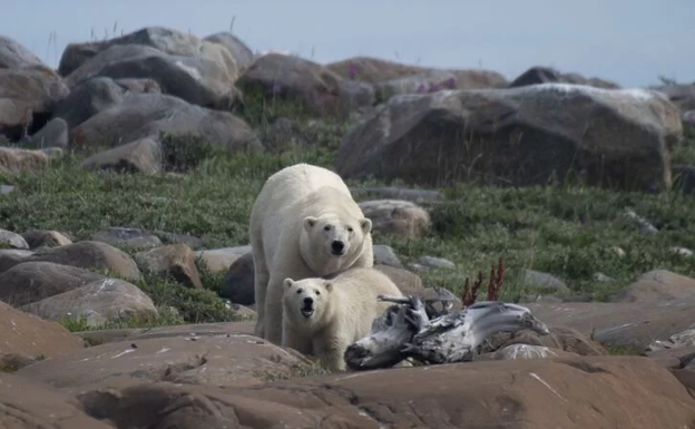 La decadente vida del oso polar lejos del hielo en las puertas del Ártico