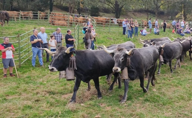 Coo reúne a más de un millar de reses en la quinta edición de su Feria de Año