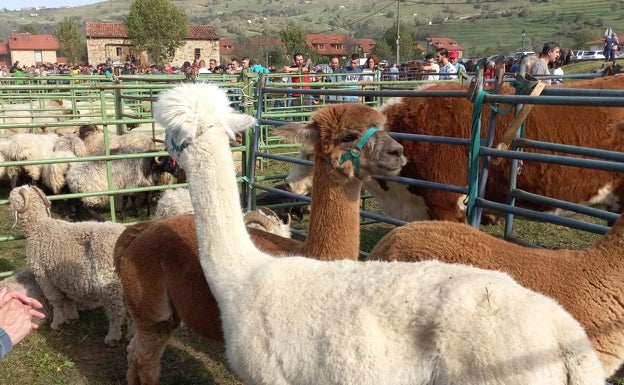 Selaya triunfa con la primera Feria Valle de Pisueña