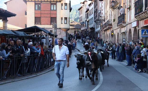 500 cabezas de ganado desfilan en la Feria de los Santos en Potes