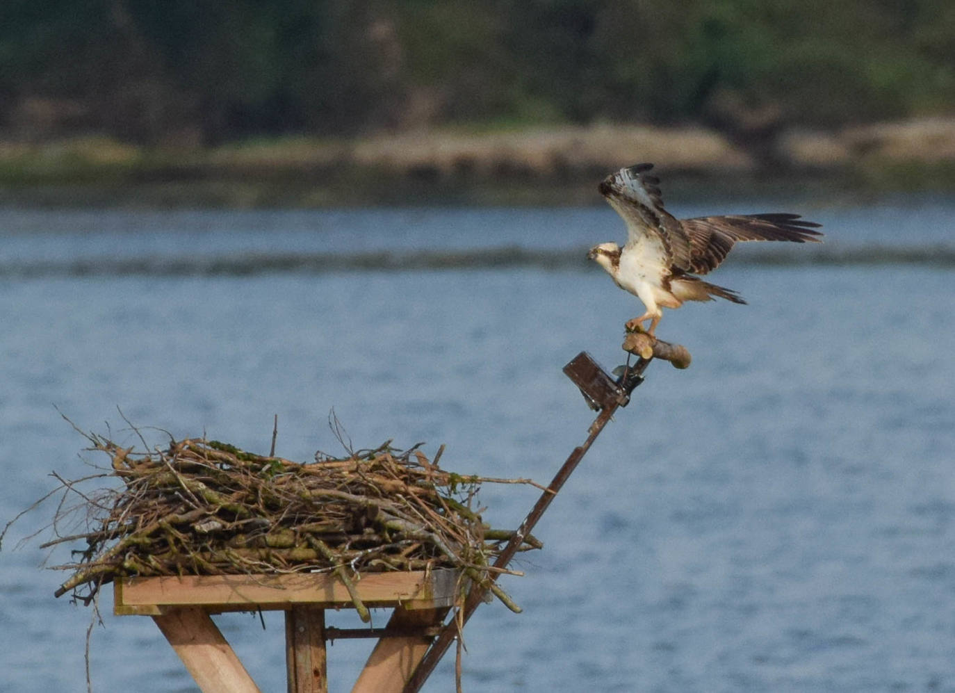 Nueve ejemplares de águila pescadora pasan el invierno en Cantabria