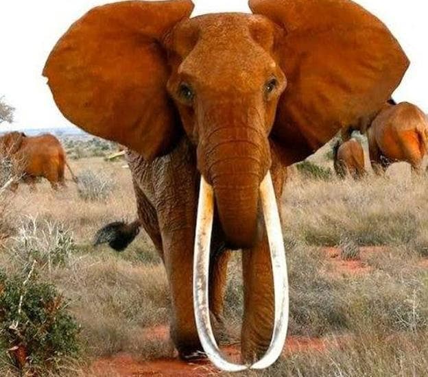 Fallece 'Dida', la hembra de elefante con los colmillos más largos