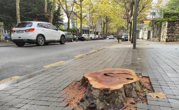 Talados ocho plátanos de Ménendez Pelayo