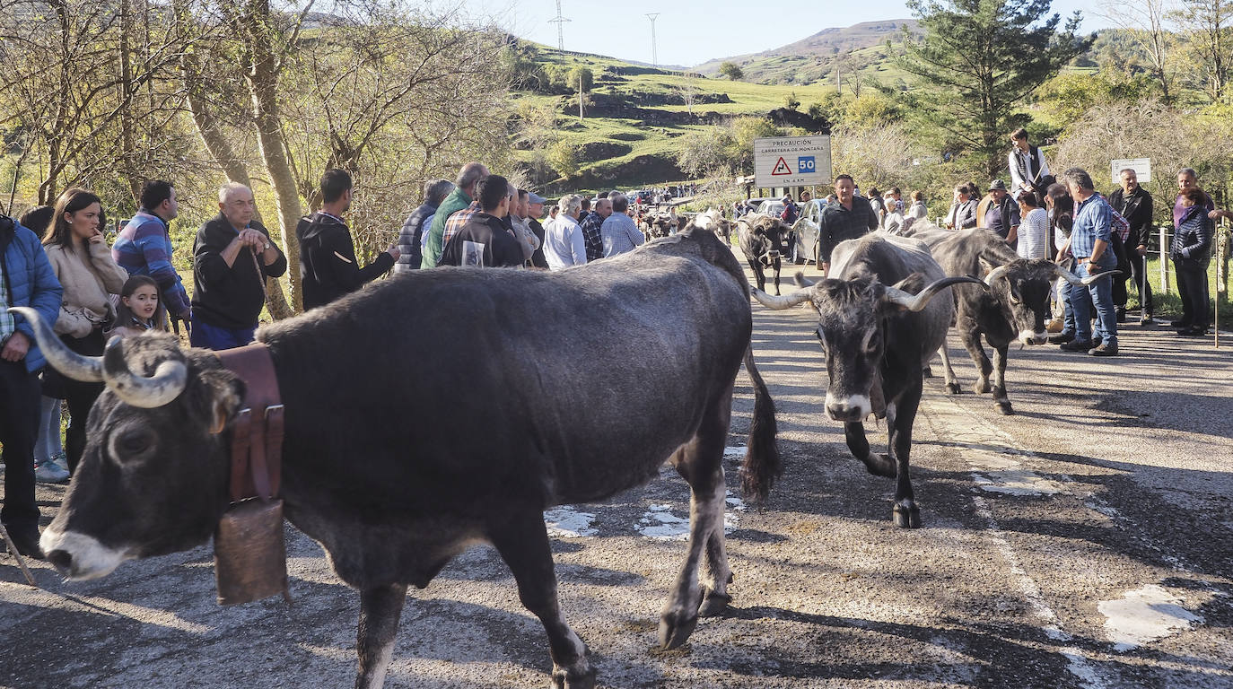 La tradicional feria de Lamasón reúne a más de 1.300 animales