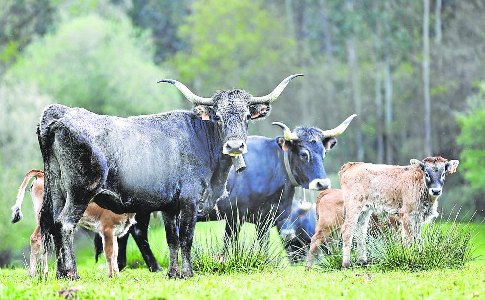 Viandas y pucheros, el argumento más sólido de Saja-Nansa