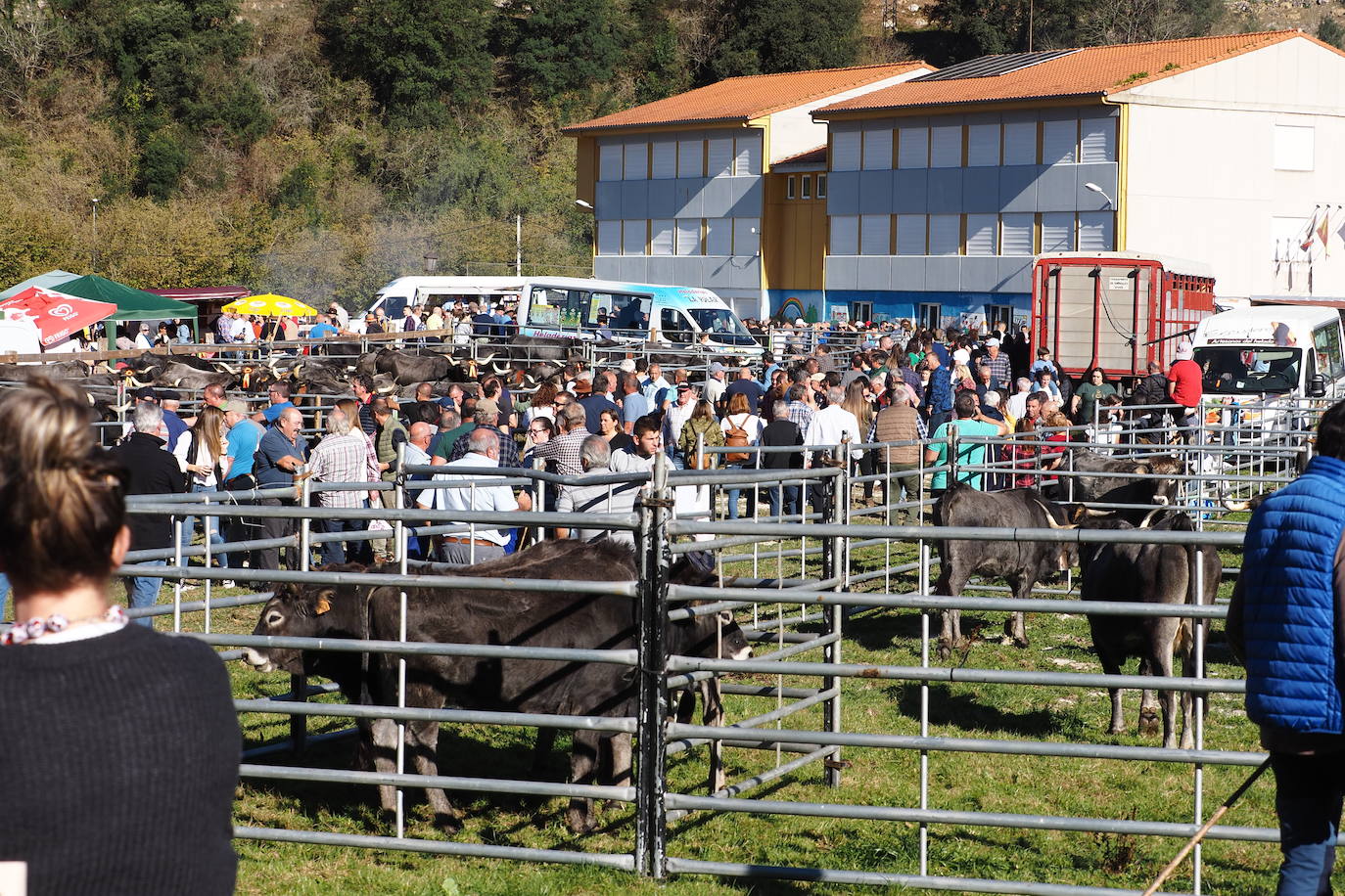 La feria ganadera de Treceño, en imágenes