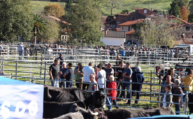 Más de 1.000 ejemplares de 27 ganaderías acuden a la tradicional Feria de San Martín de Treceño