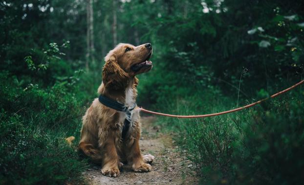 Luna y Leo son los nombres de perro preferidos por los cántabros en 2022