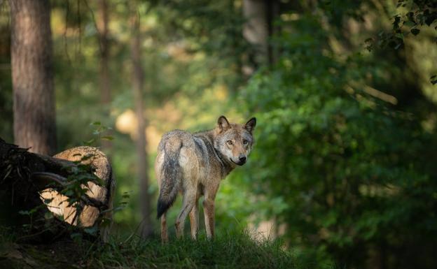 El juez decidirá si la orden para matar por primera vez a un lobo protegido se puede ejecutar en Asturias