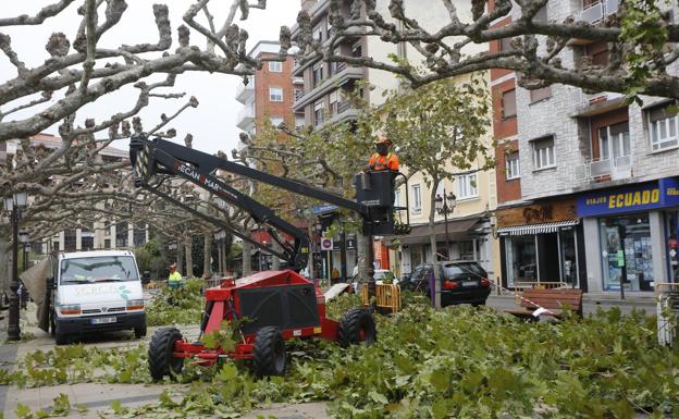 La campaña de poda en Torrelavega concluirá en marzo y afectará a 2.200 árboles