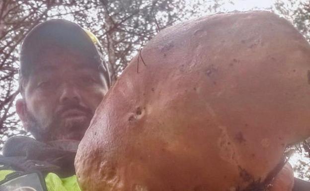 Encuentran un boletus de 3,5 kilos en Ezcaray