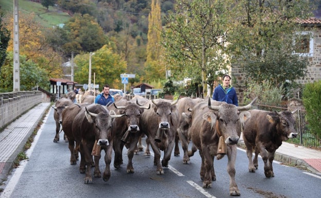 La concentración ganadera de Vega de Liébana reúne a 950 ejemplares