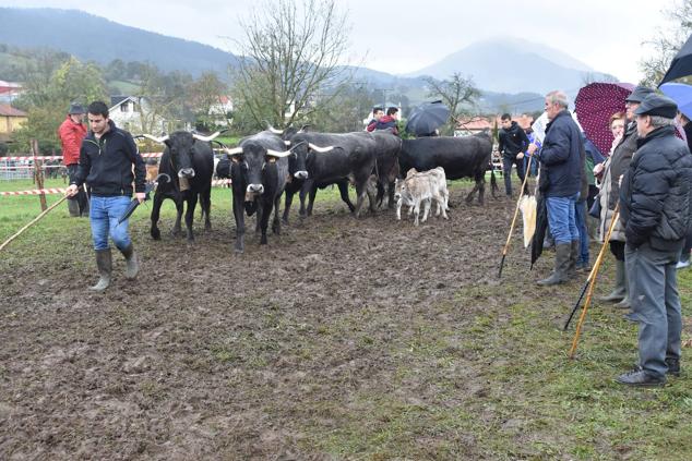 Feria de ganado en San Felices de Buelna