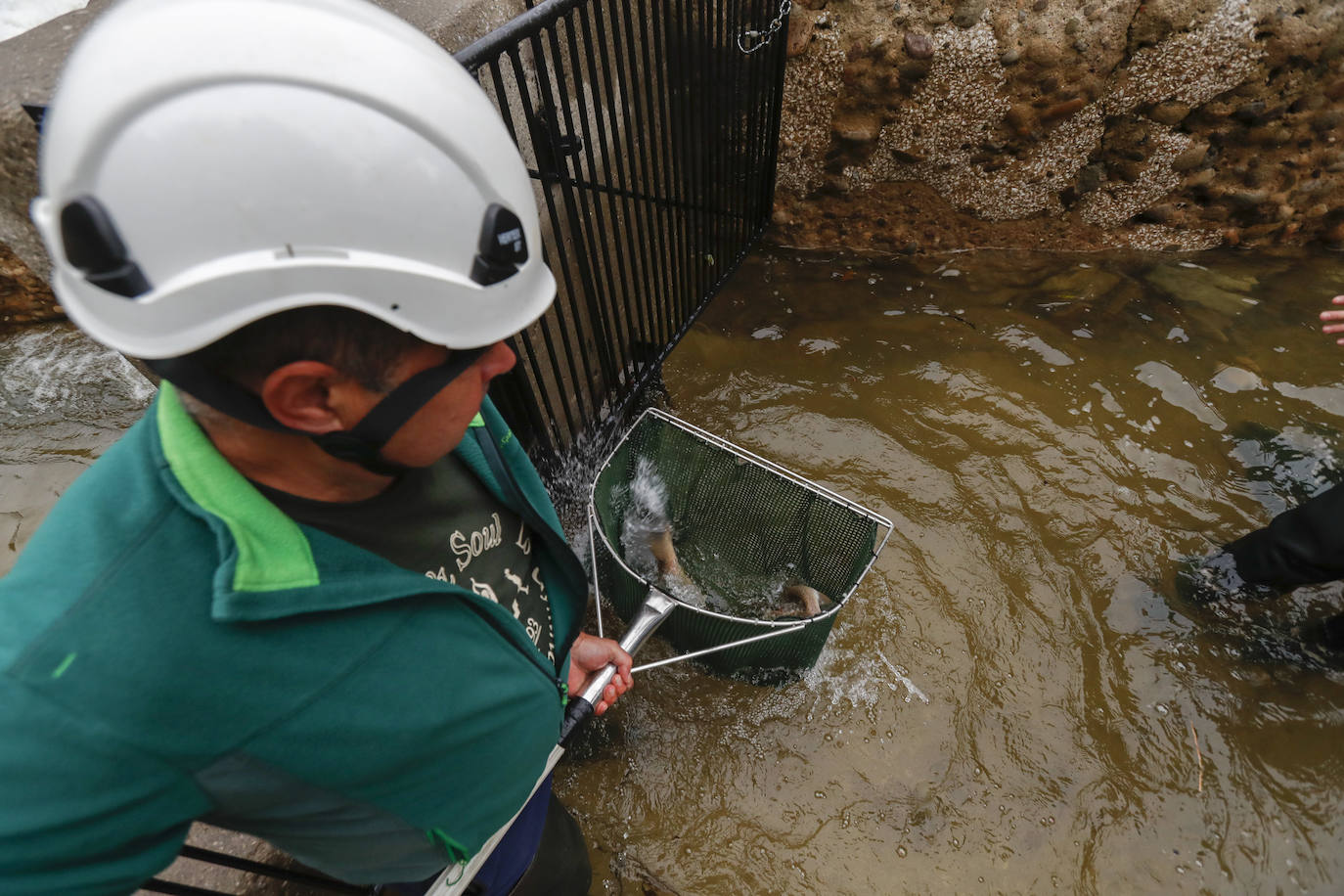 Agentes de Medio Natural ayudan a los salmones a remontar la presa del Pas