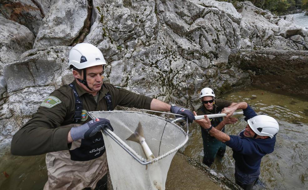 El salmón no remonta