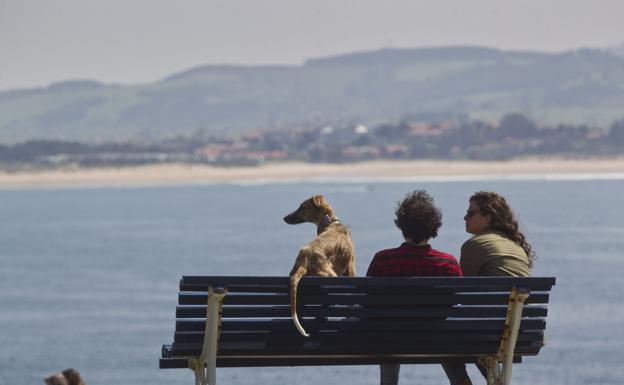 La nueva ordenanza de animales en Santander permite su entrada en bares y cafeterías