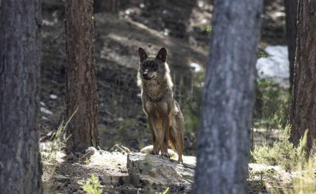 El fiscal general pide seguir investigando las órdenes de matar lobos en Cantabria